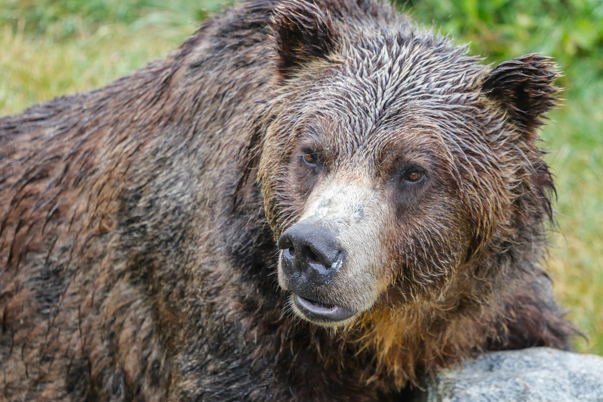 A grizzly bear viewed during a guided British Columbia wildlife experience