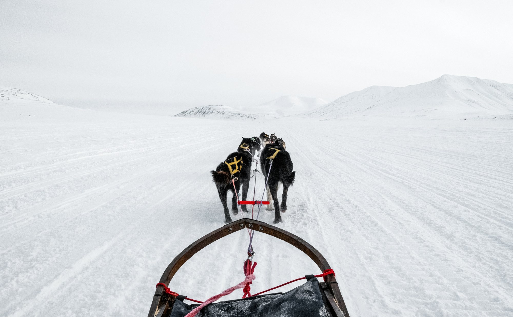 A dog-sled team crossing a broad snowy landscape