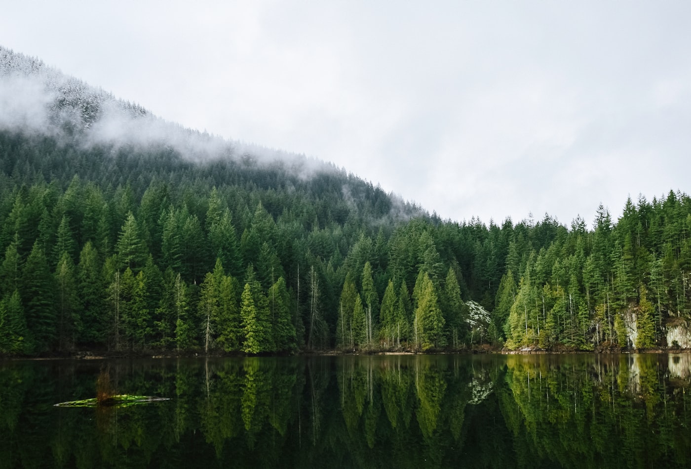 Wild Pacific water meeting Vancouver Island’s forested shore