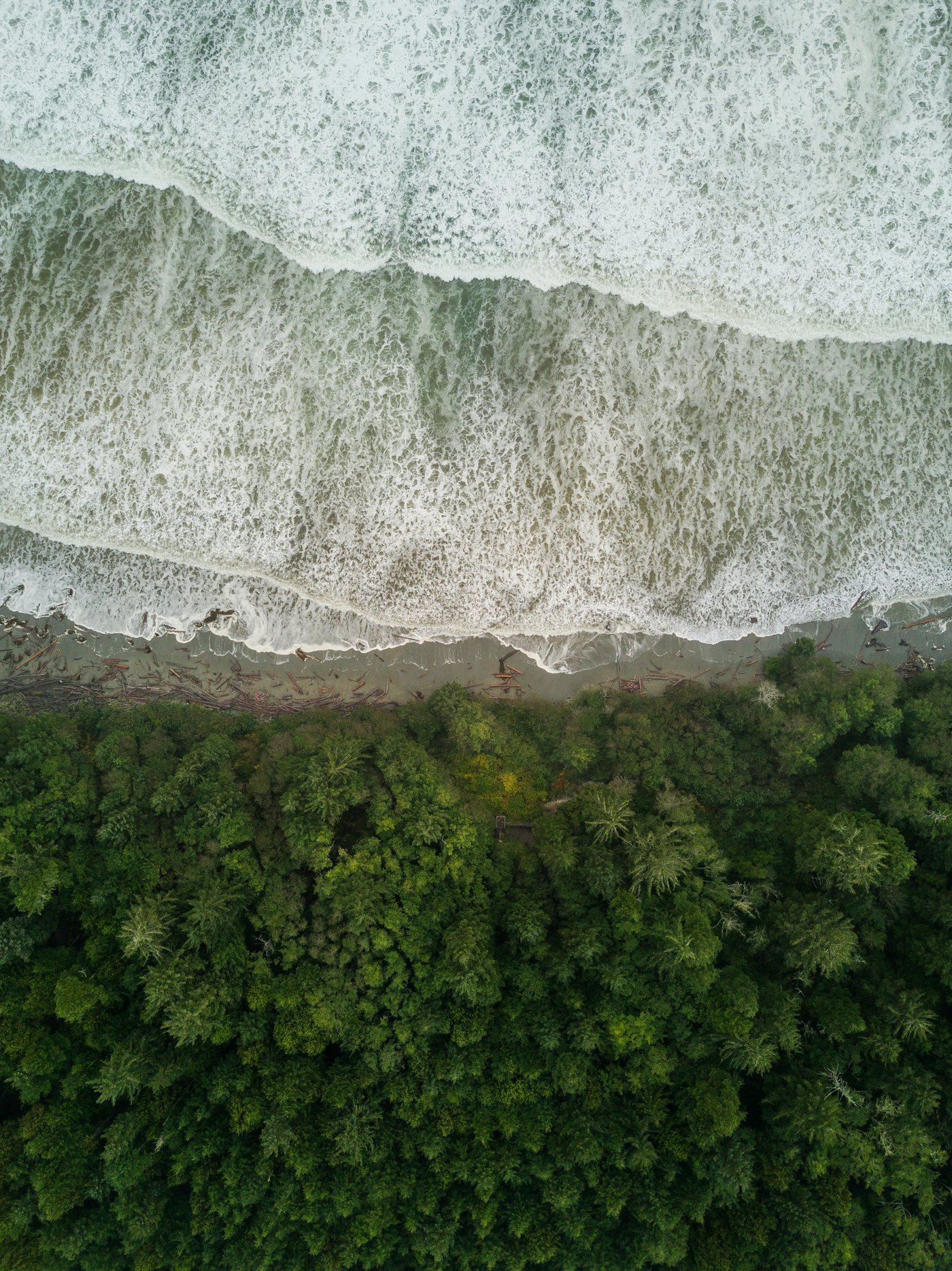 Trail through a lush island forest