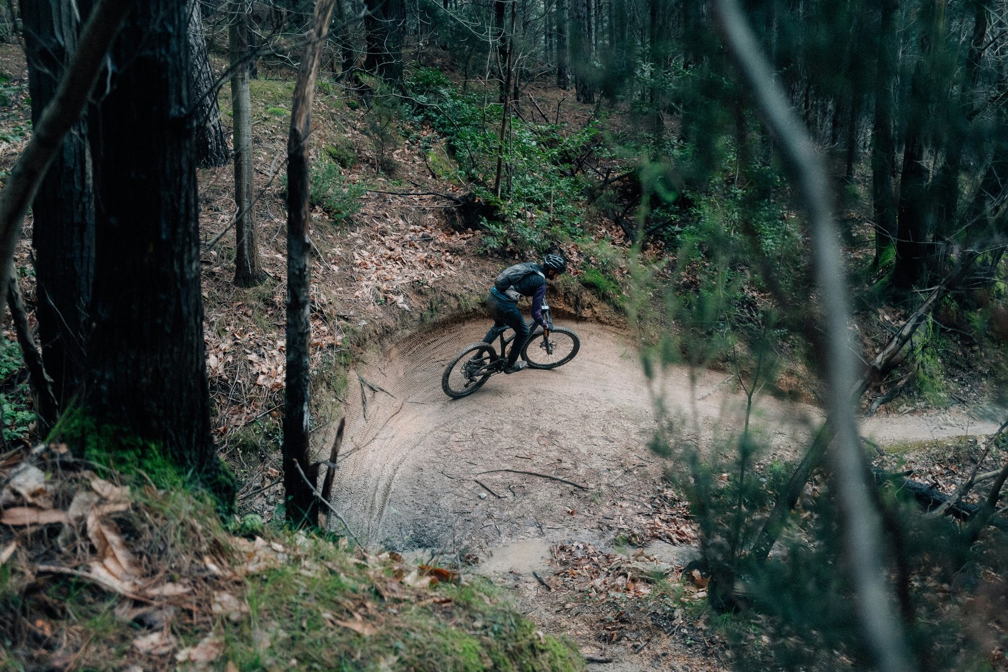 A mountain biker riding a forest trail