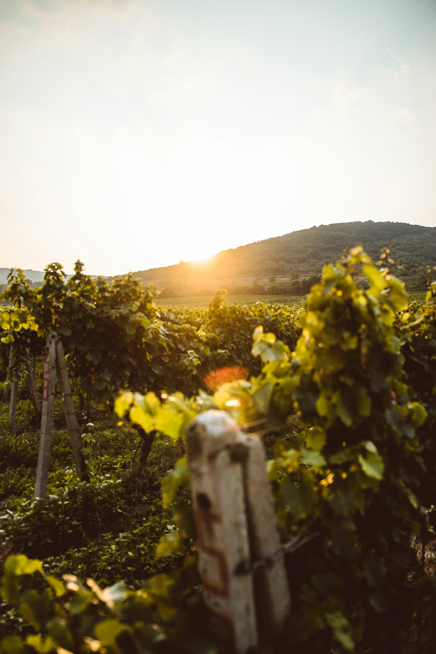A sunlit vineyard landscape beneath open sky
