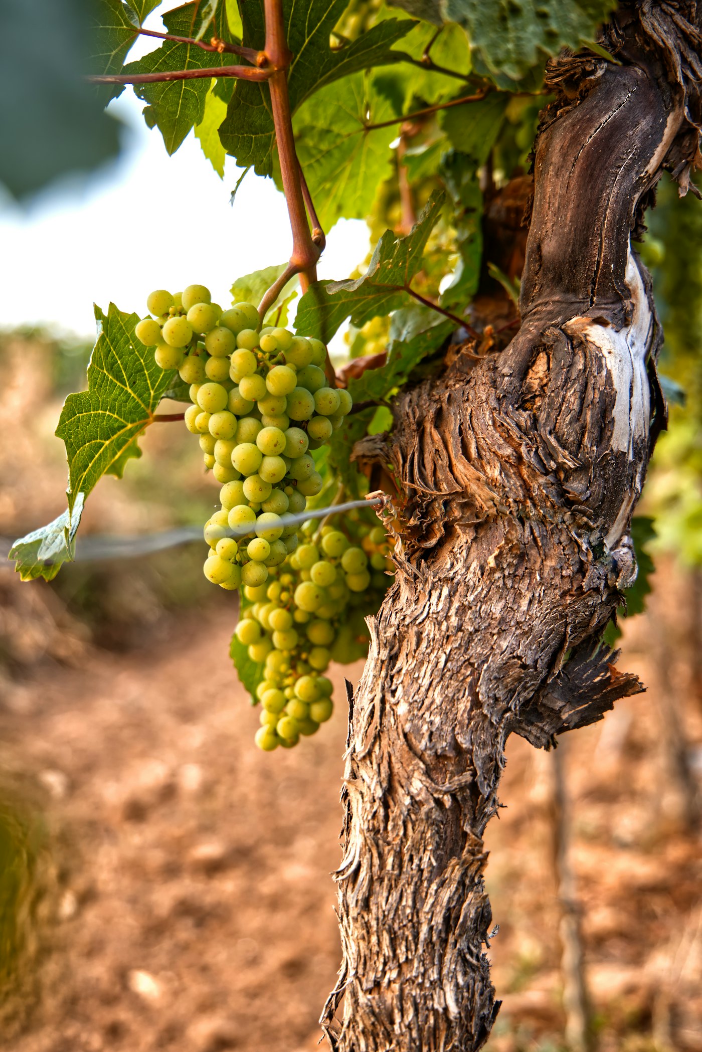 Agricultural rows revealing the shape of the Okanagan Valley
