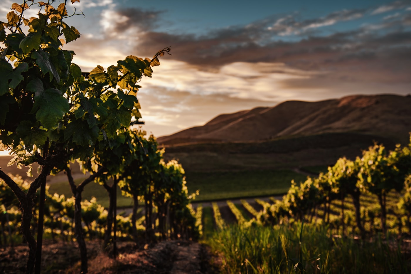 A beautiful plate served during a wine-country evening