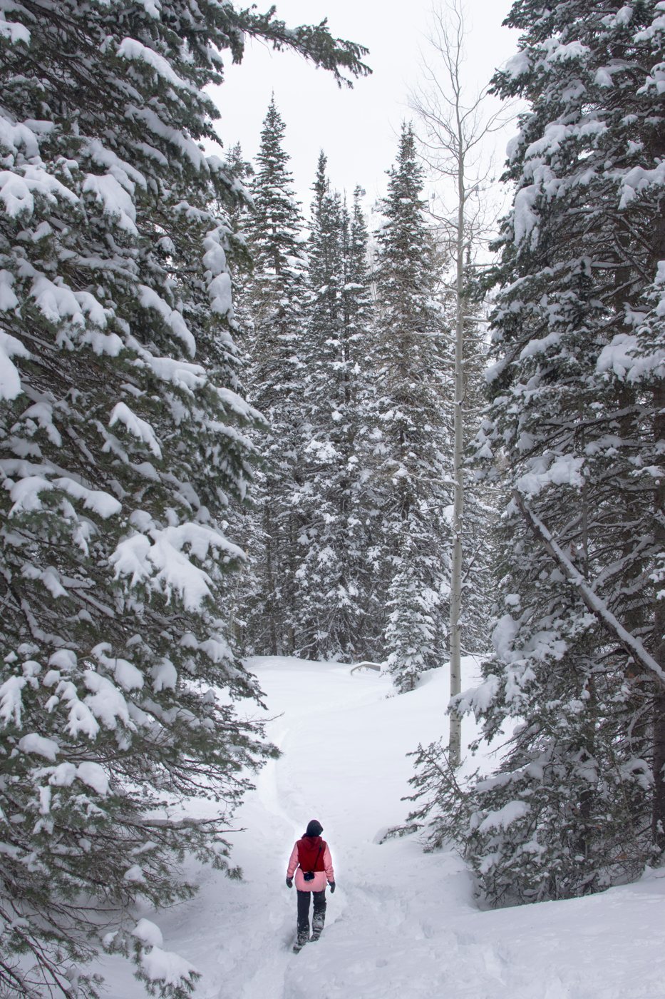 A guided snowshoe journey through deep winter forest