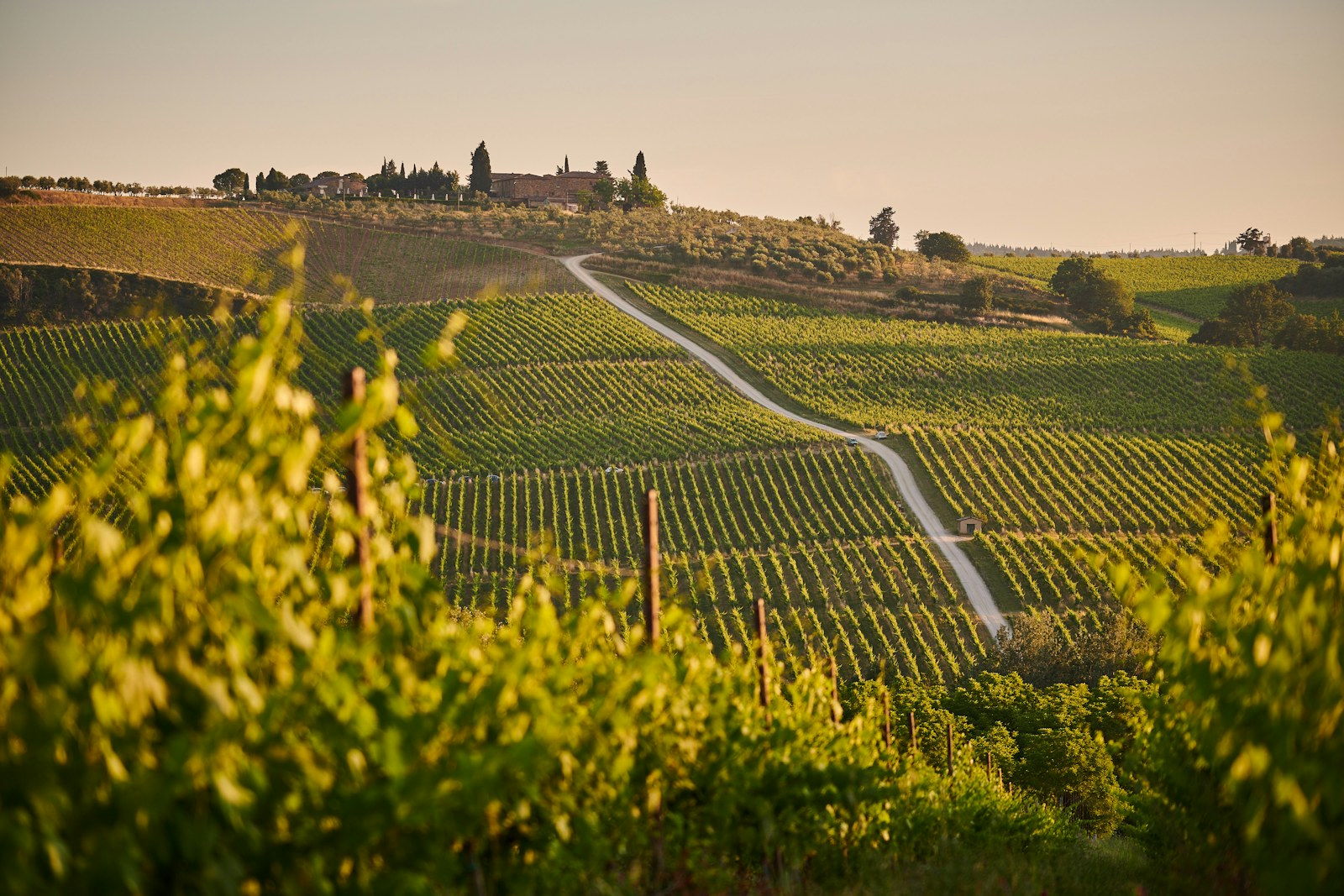 Sunlit rows of vines crossing a hillside vineyard