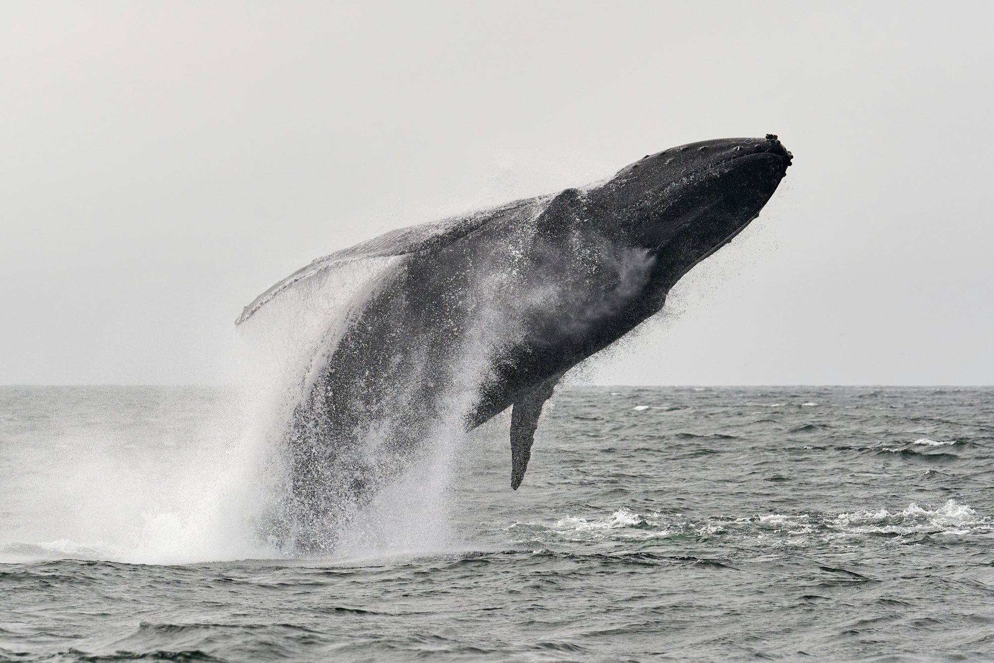 A humpback whale breaching during a marine wildlife excursion